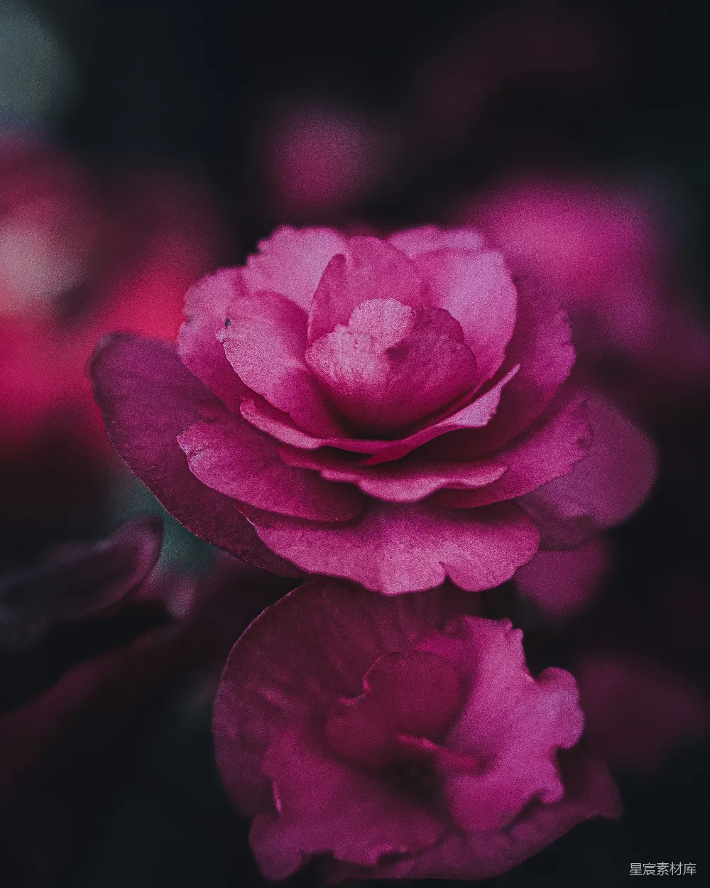 高清摄影  一朵花的特写。