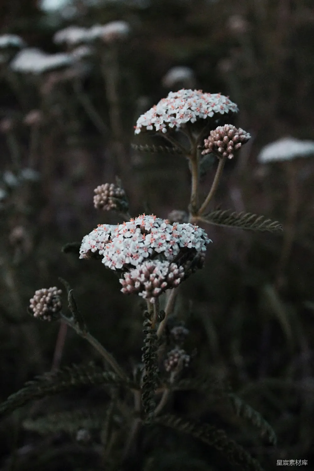 高清摄影  白色花瓣的花