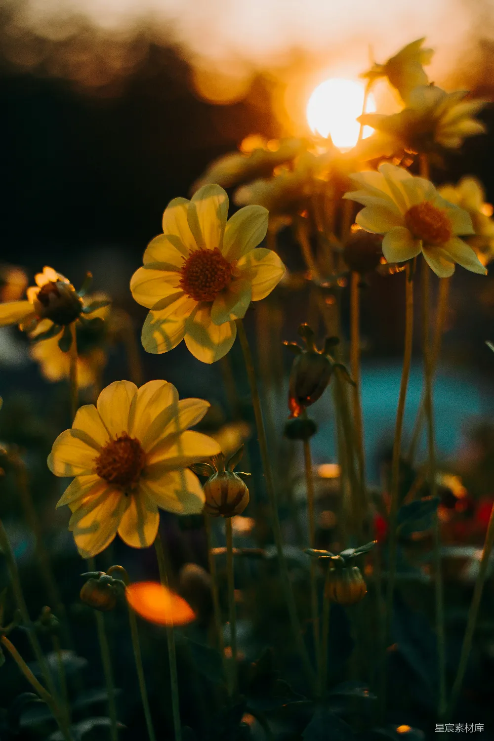 高清摄影  黄色花朵草地