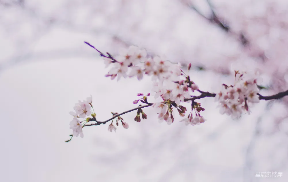 高清摄影  白花瓣的树