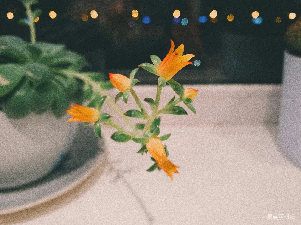 高清摄影  橙色花瓣的花