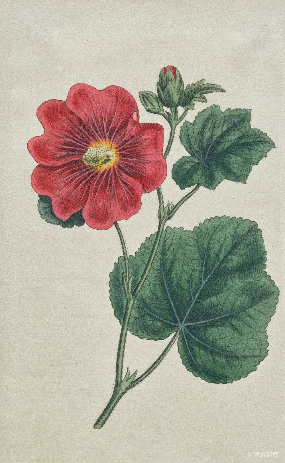 高清摄影  一幅画有红色花朵和绿色叶子的图画