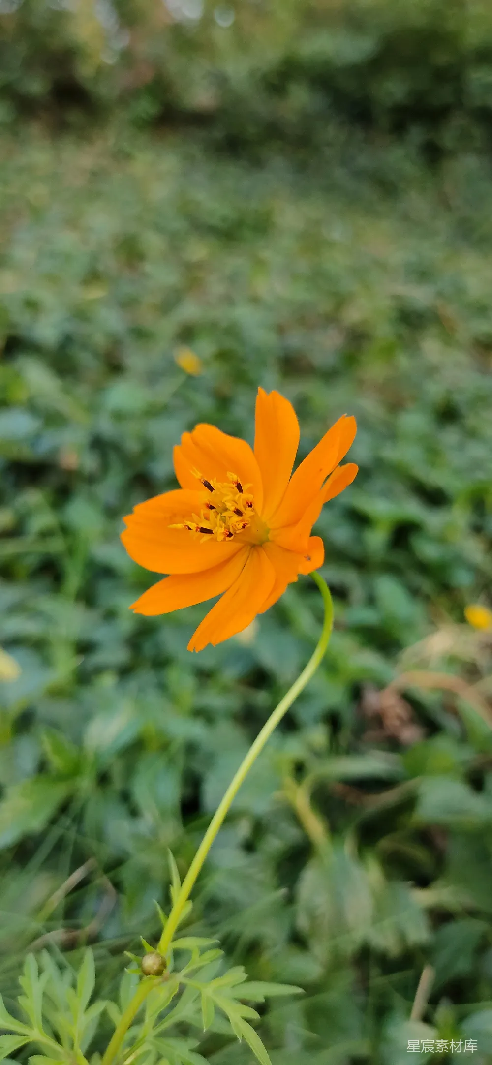 高清摄影  一片绿草地上的一朵橘色小花