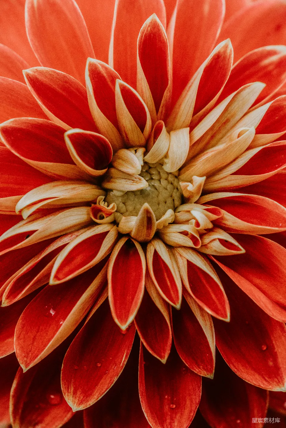 高清摄影  红色花瓣的特写照片
