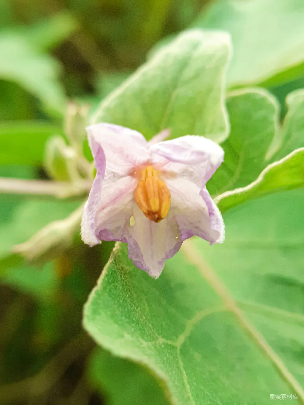 高清摄影  紫花在微移镜头中