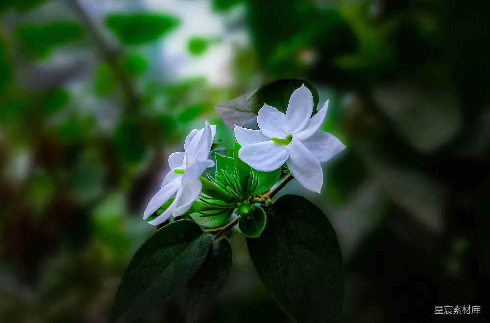 高清摄影  一朵白色的花，背景是绿色的叶子。