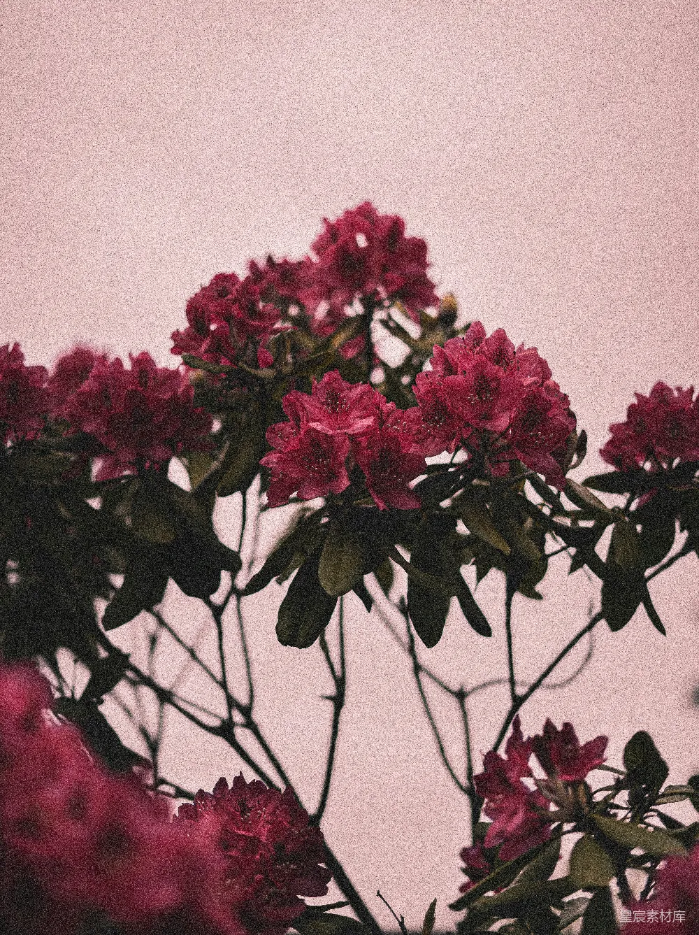 高清摄影  红色的花和绿色的叶子