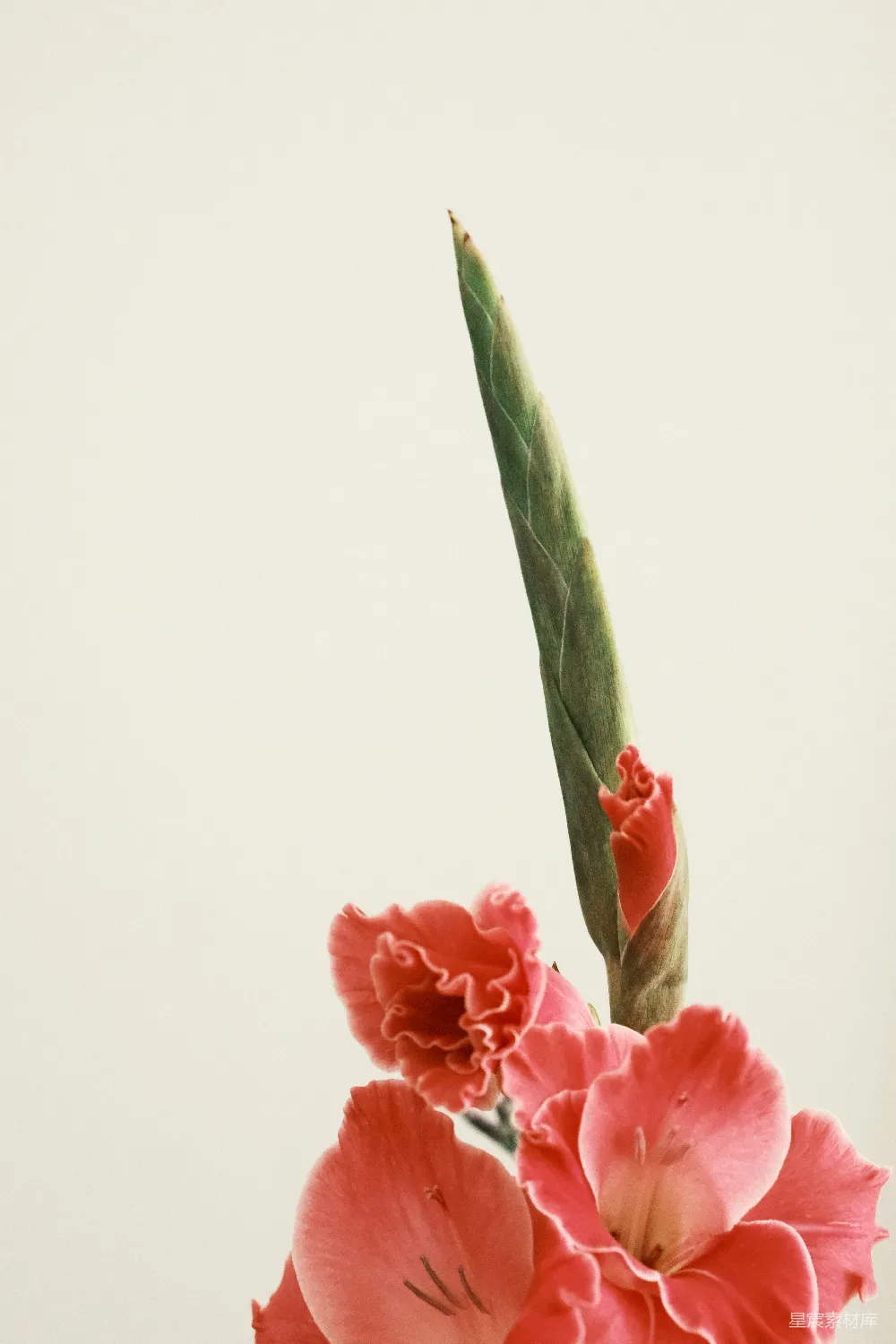 高清摄影 壁纸 自然 粉红色的郁金香花朵在浅色背景前。