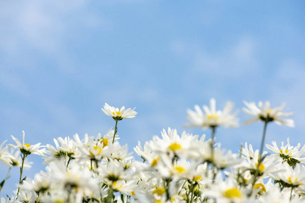 高清摄影  白花
