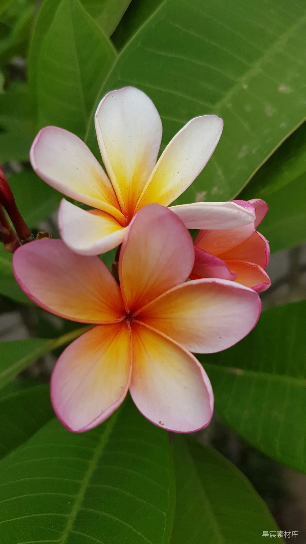 高清摄影  粉色花瓣的花