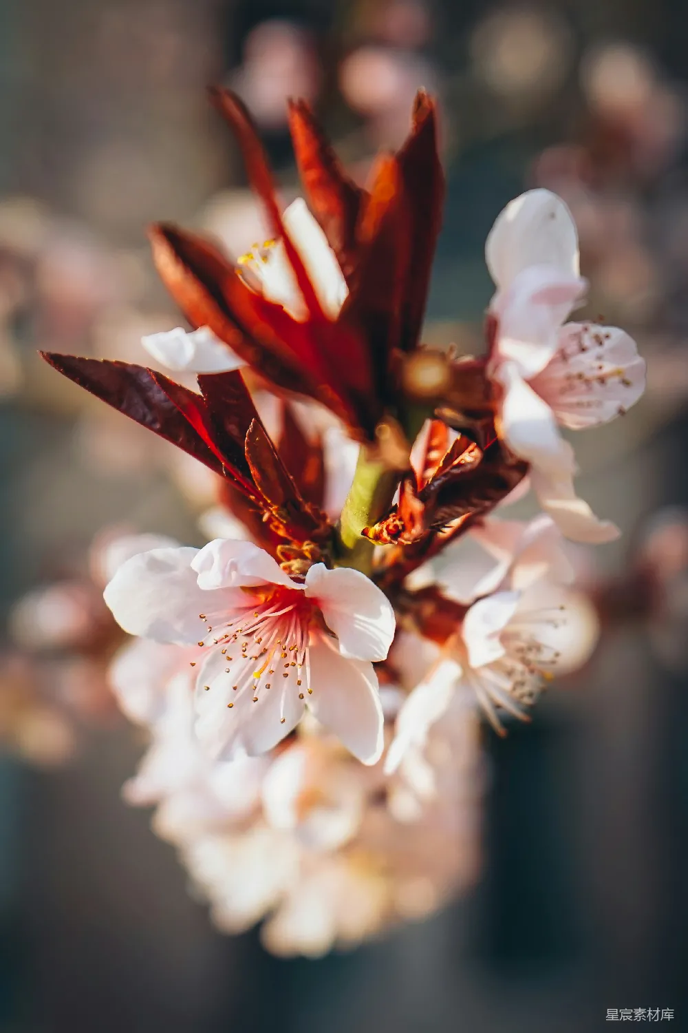 高清摄影 自然 特写摄影中的白红花瓣花朵