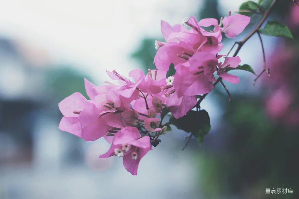 高清摄影  粉红色三角梅花