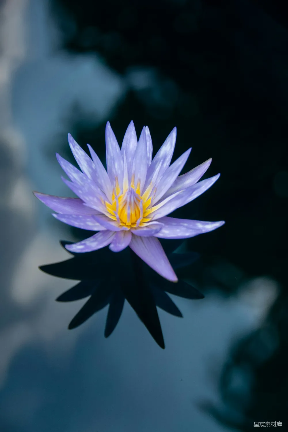 高清摄影  紫色和白色花朵的特写摄影