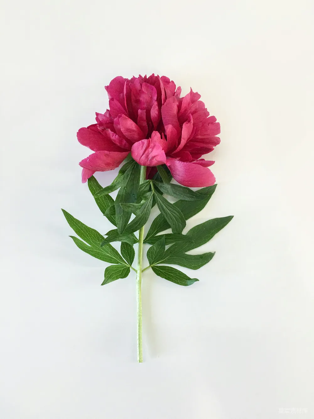 高清摄影  白底上的一朵粉花