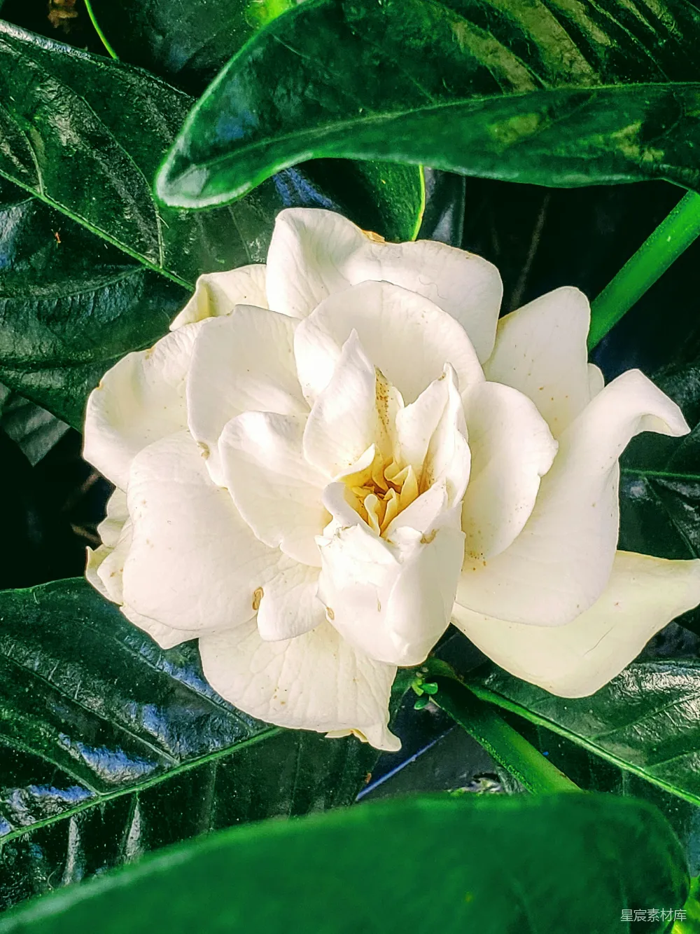 高清摄影 自然 几朵白色的花
