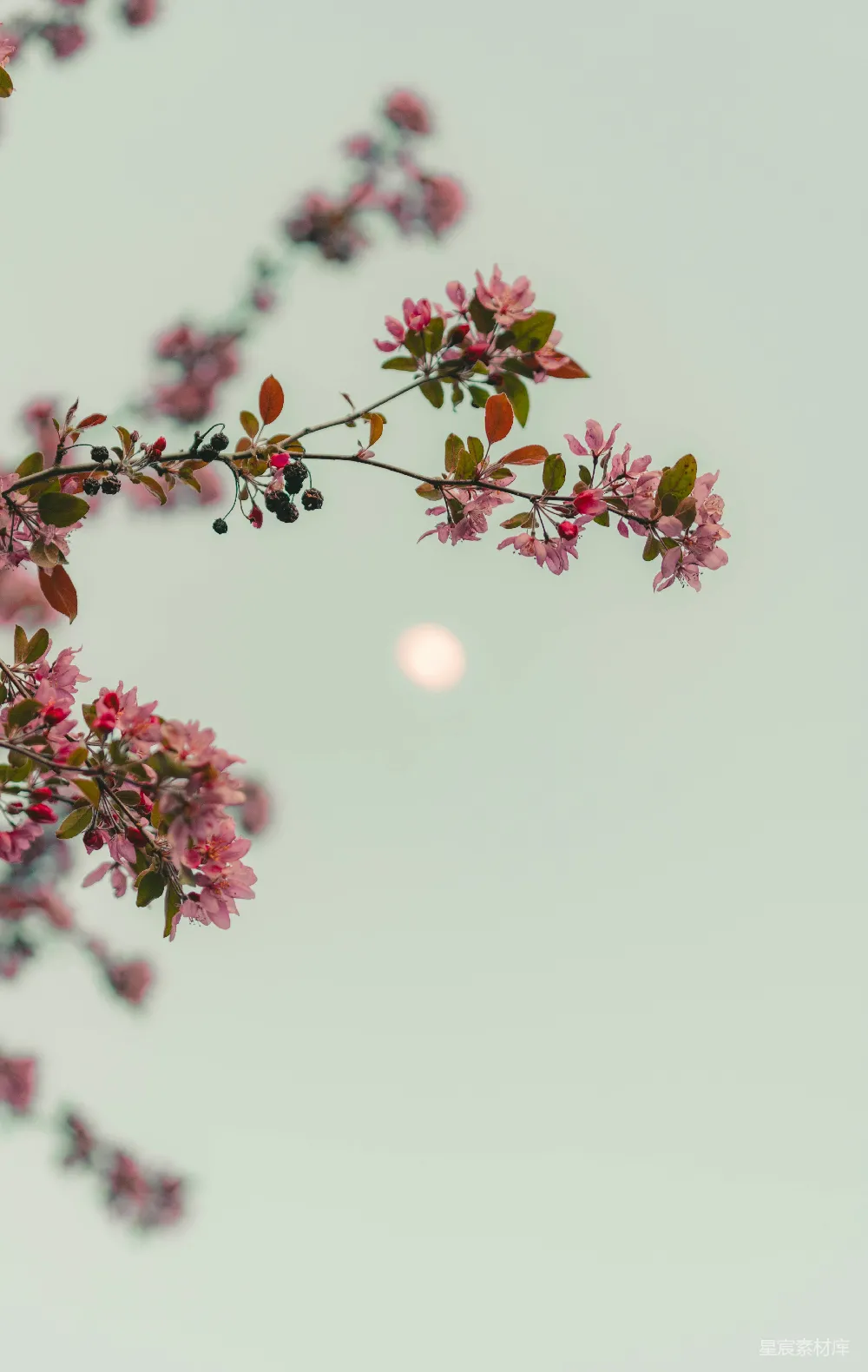 高清摄影  粉红色的花在白色背景上。