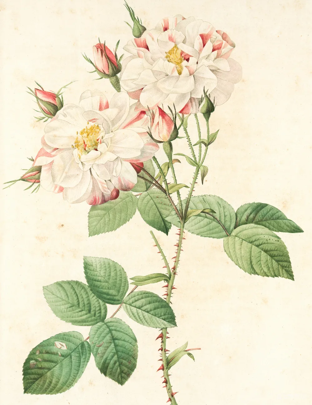 高清摄影  白色和粉红色的花朵画作