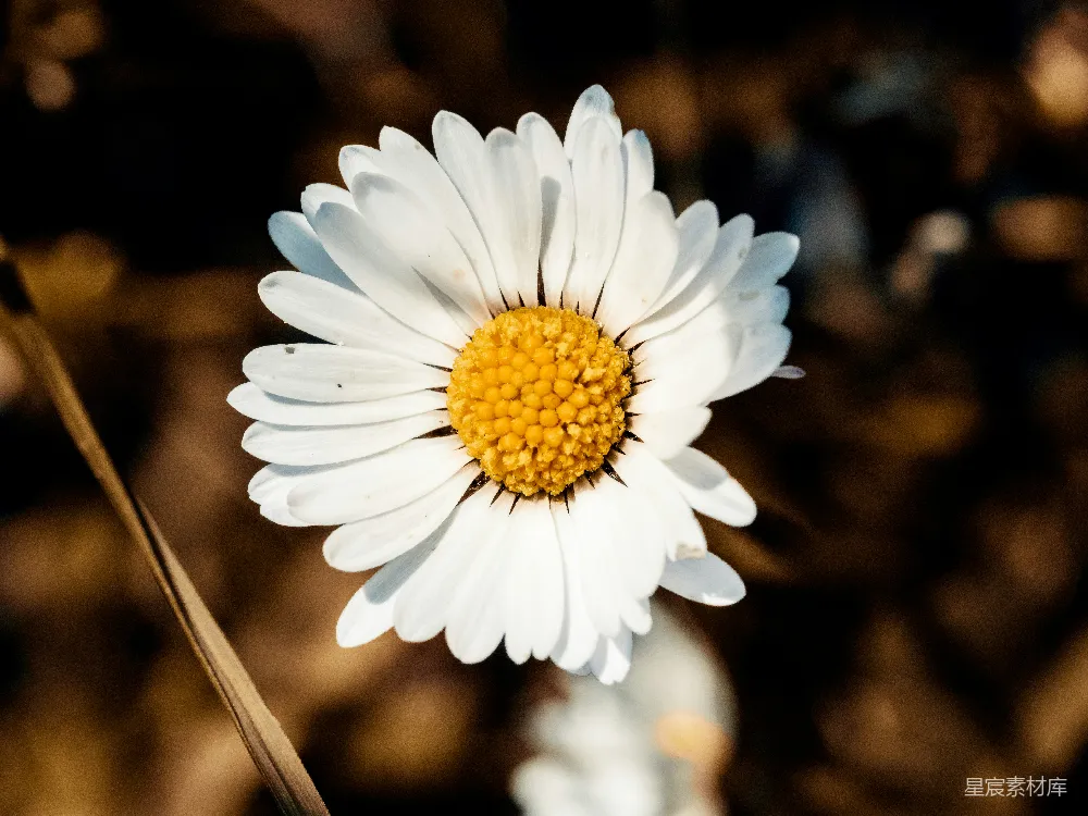 高清摄影  白黄花瓣的花