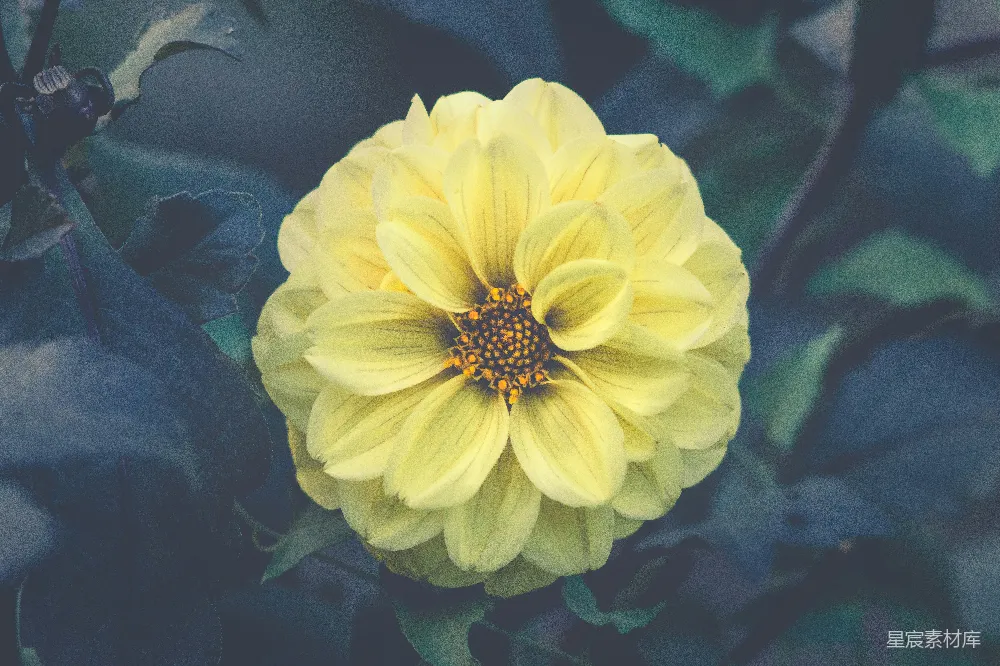 高清摄影  黄雏菊