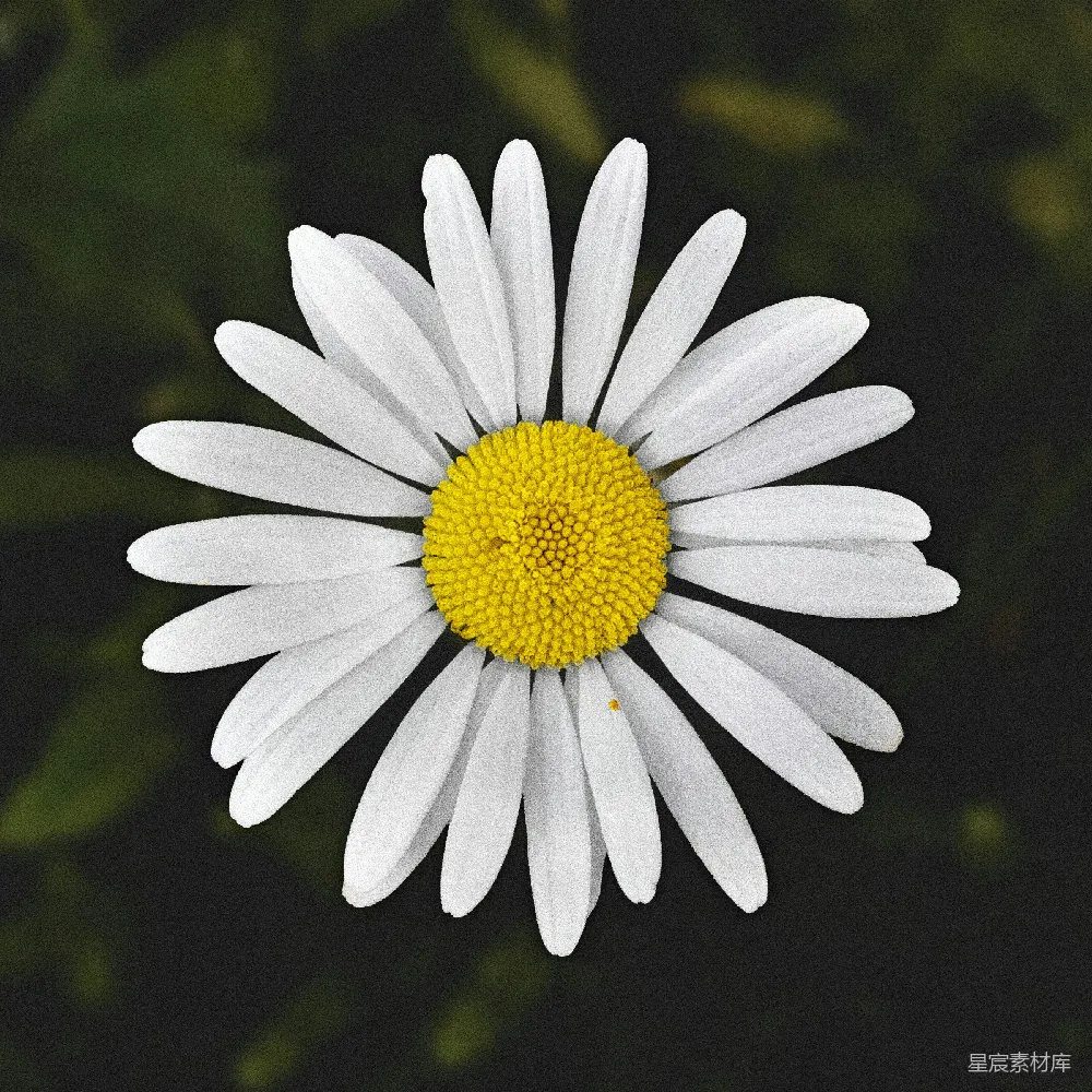 高清摄影  白天盛开的白雏菊