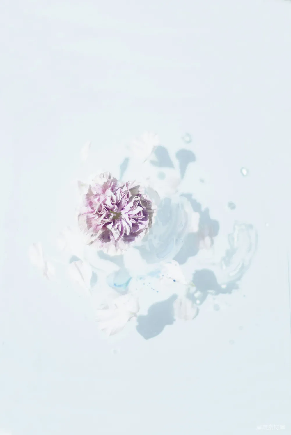 高清摄影 实验性 紫色花朵