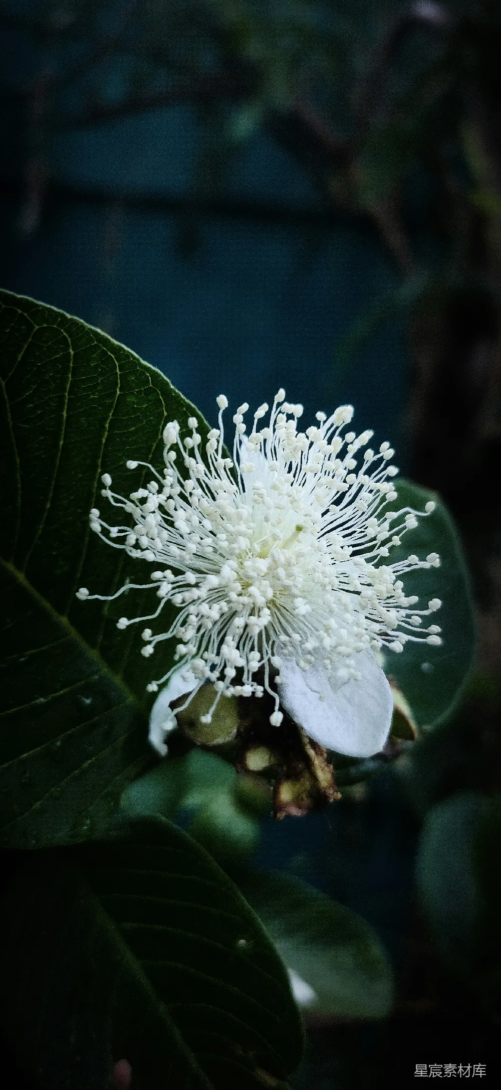 高清摄影  一株白花的特写，它生长在树上。