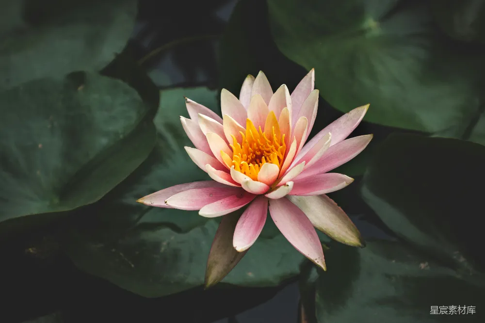 高清摄影  水莲花的特写摄影