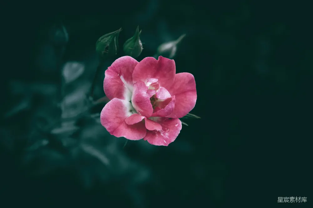 高清摄影  一朵粉色的花配着绿色的叶子，在黑色的背景上。