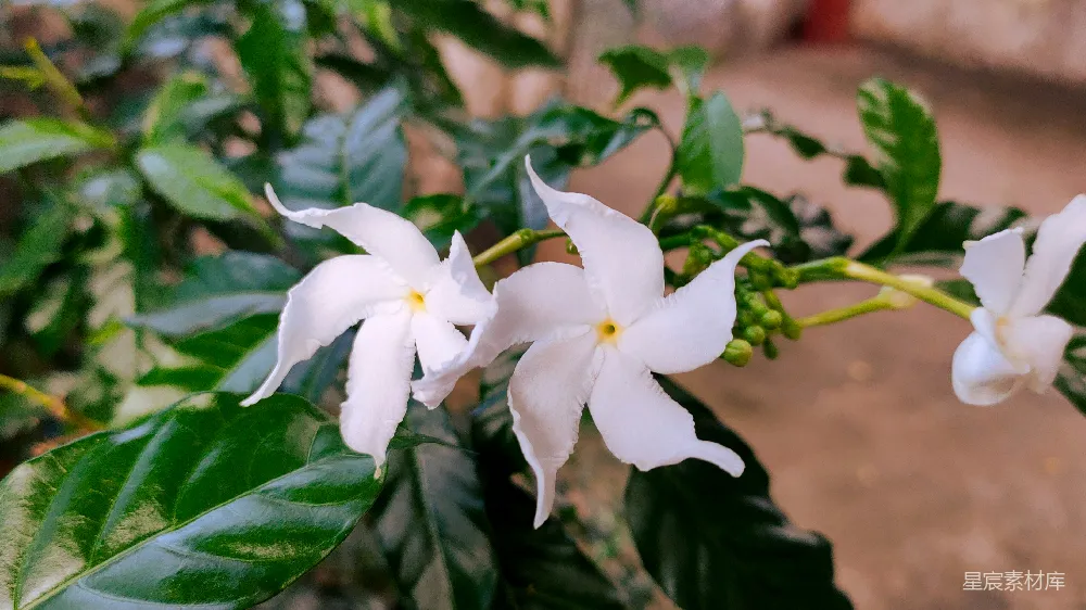 高清摄影  一些花的特写镜头