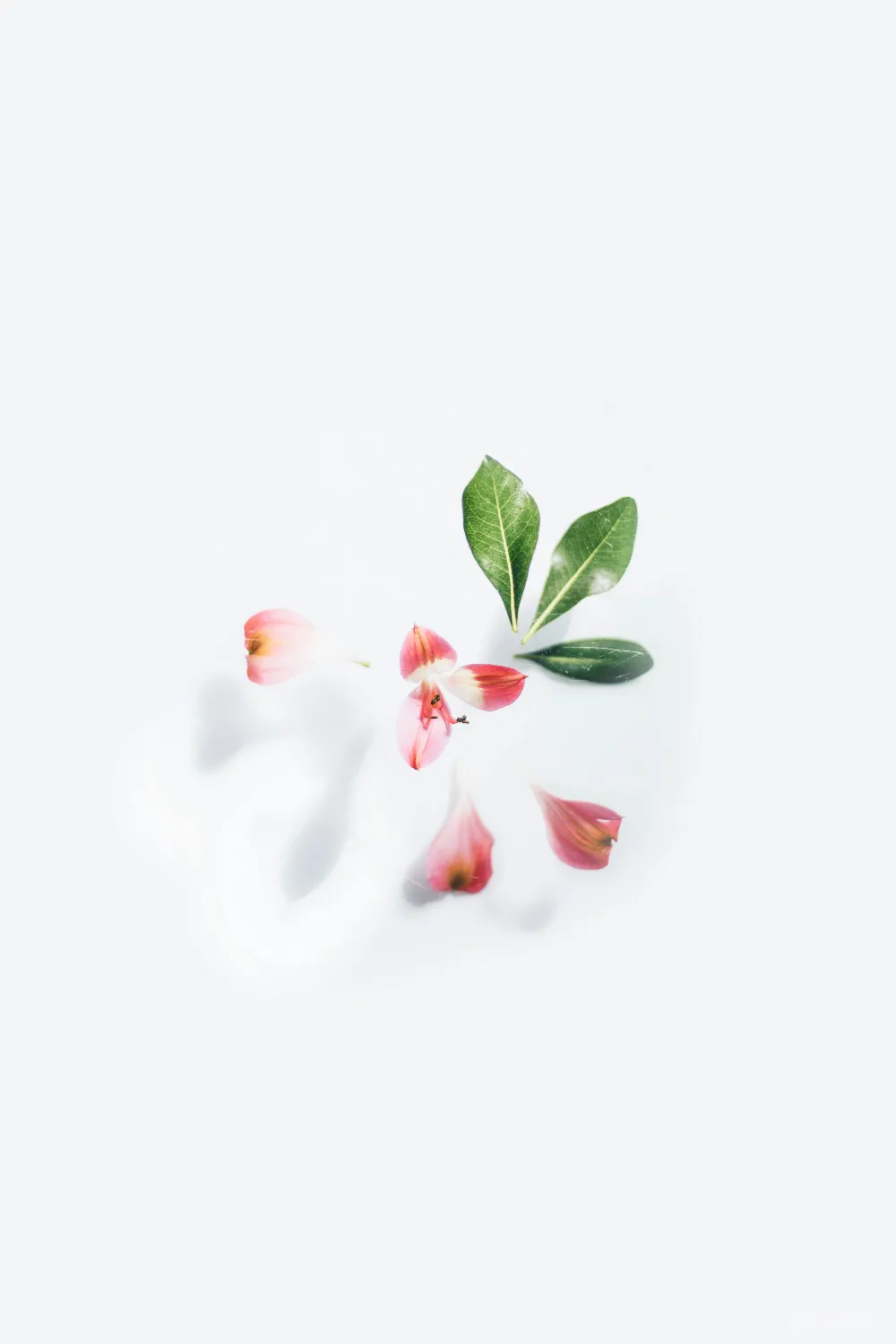 高清摄影  白色和红色的花配以绿色的叶子