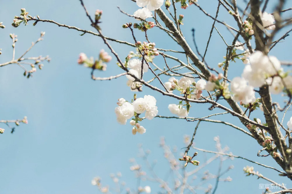 高清摄影  白天树上的白色花朵