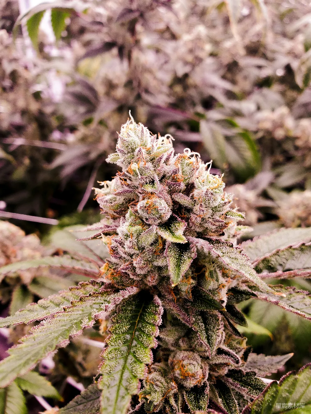 高清摄影  近距离摄影中的绿色和白色植物
