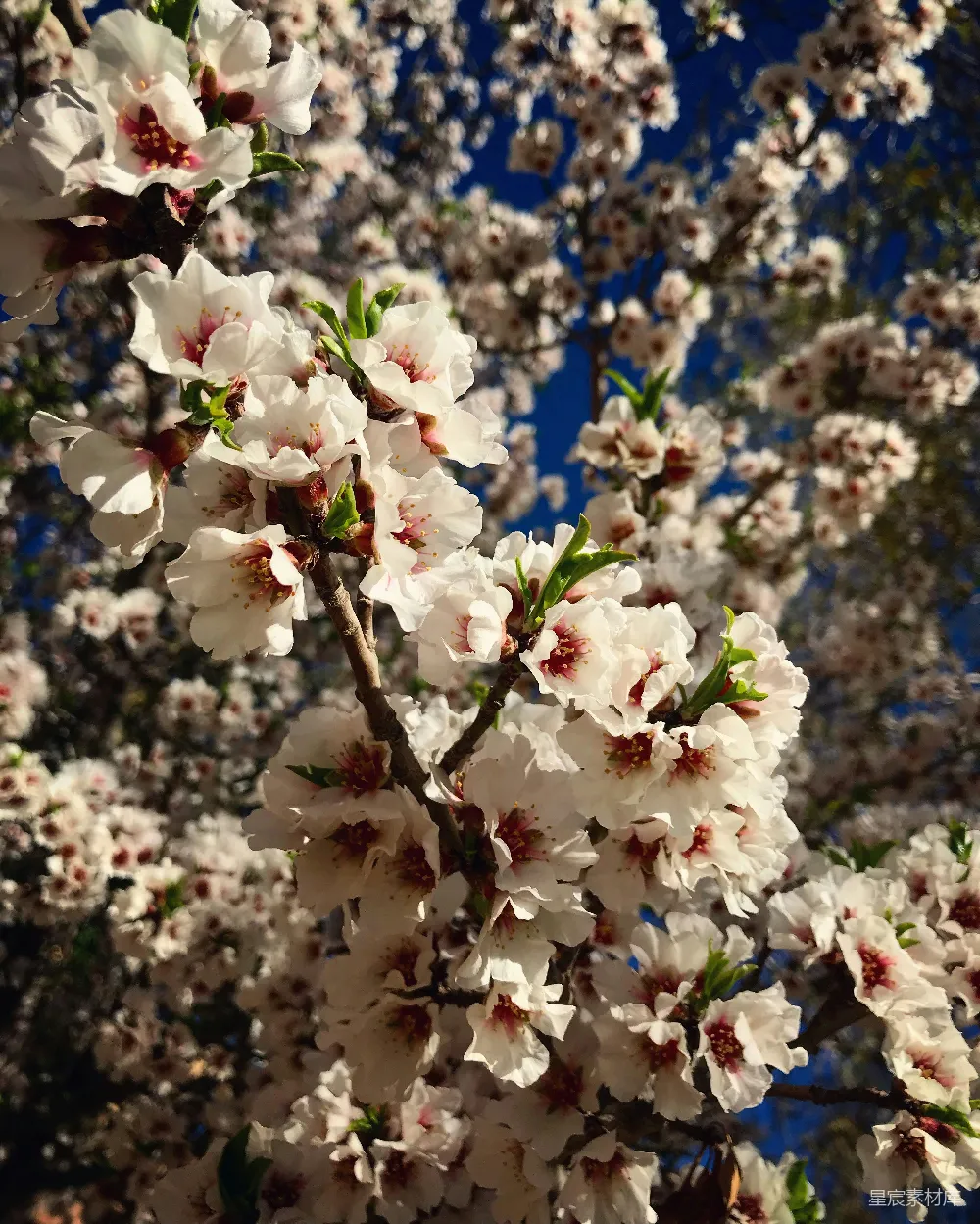 高清摄影 自然 一株开有白色花朵的树的特写。