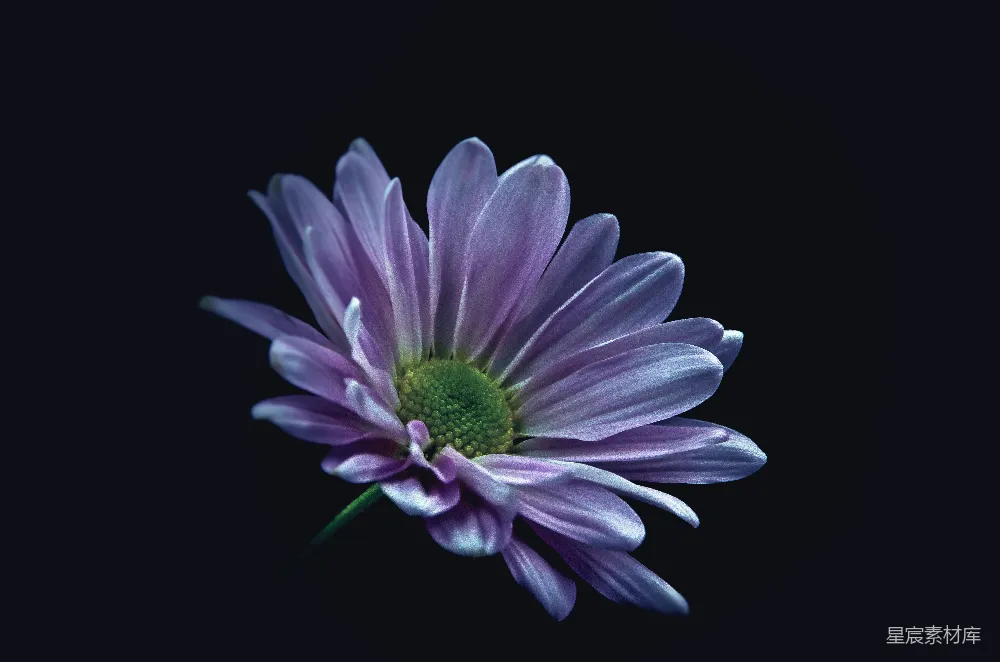 高清摄影  紫色小雏菊花