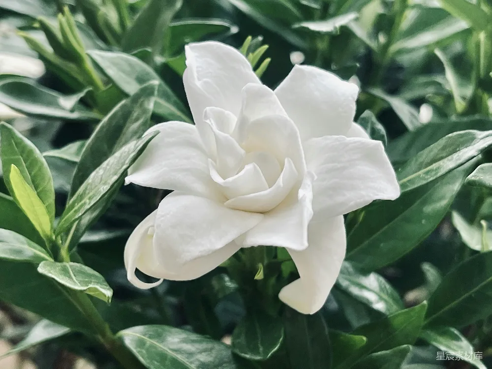 高清摄影  一朵带绿叶的白色花在背景中。