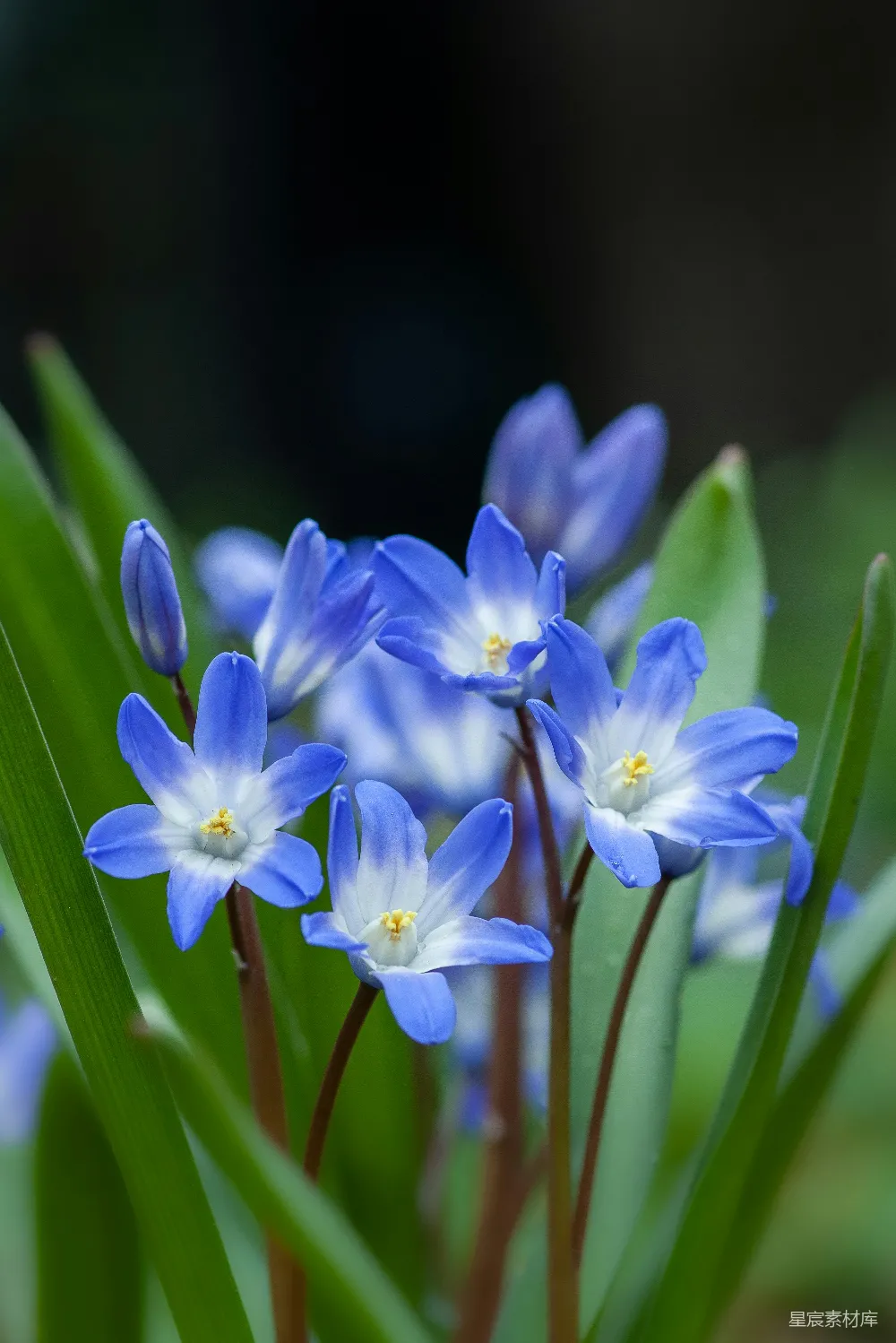 高清摄影  蓝花瓣的花