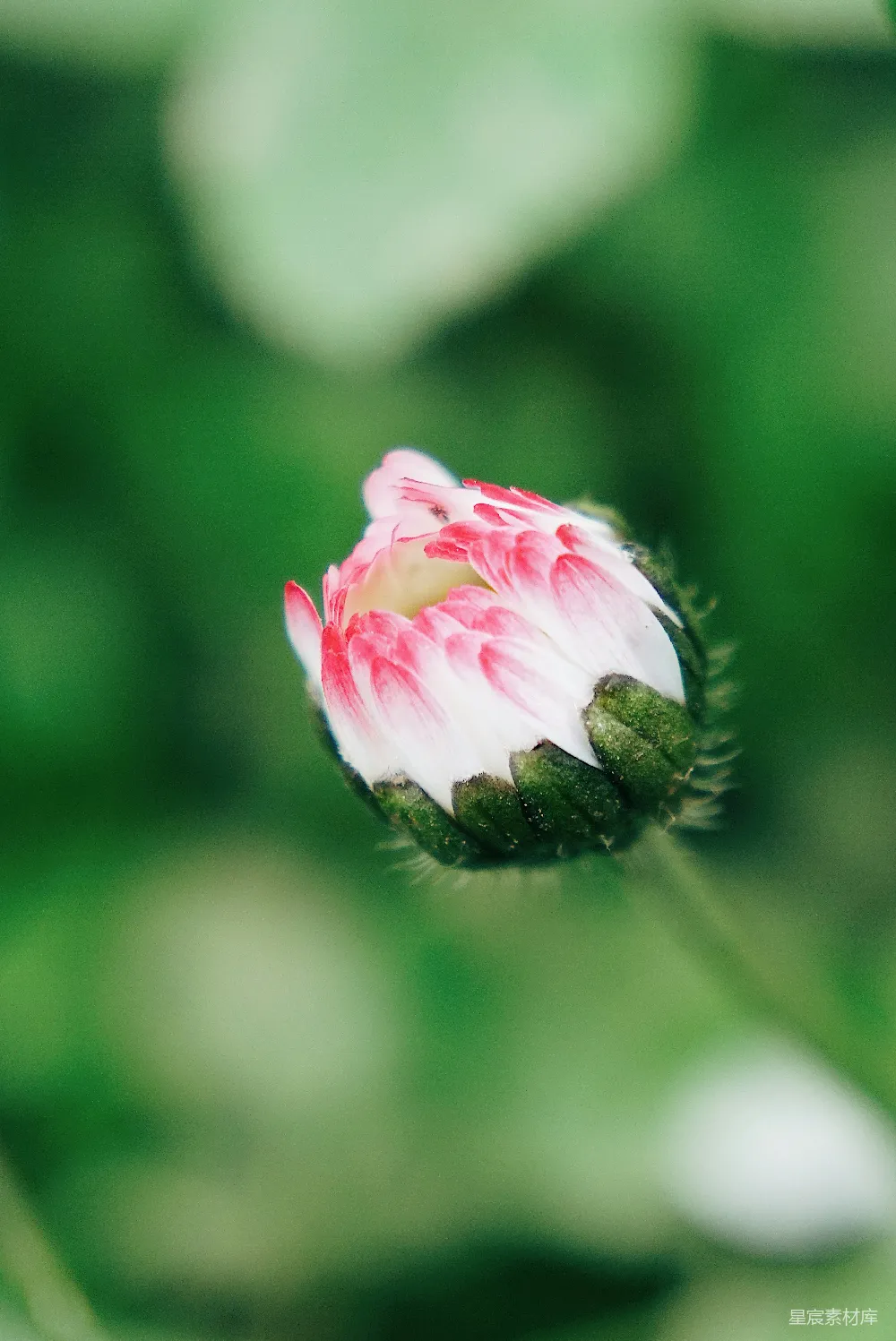 高清摄影  白天盛开的白粉花瓣的花朵