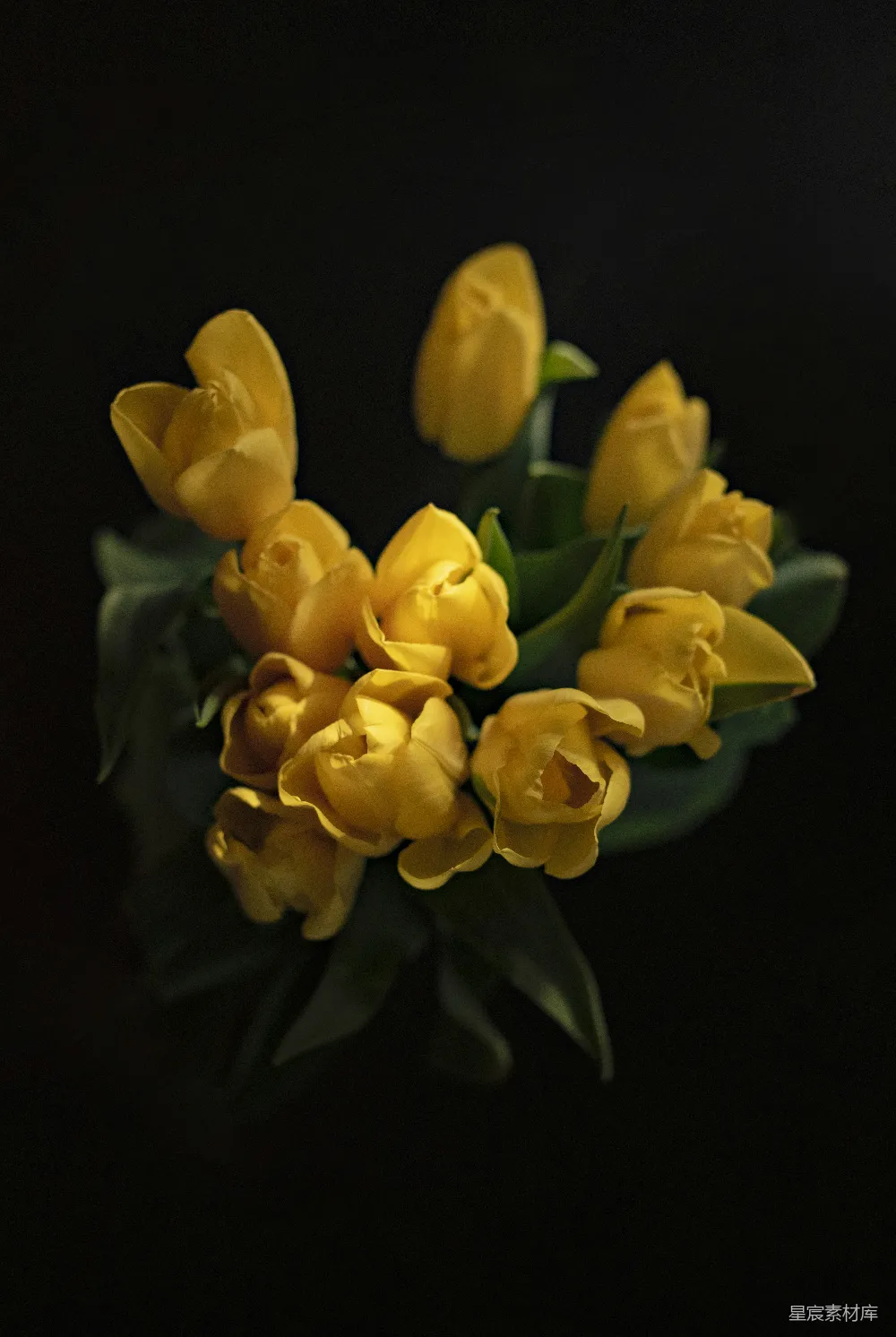 高清摄影  黄色郁金香花