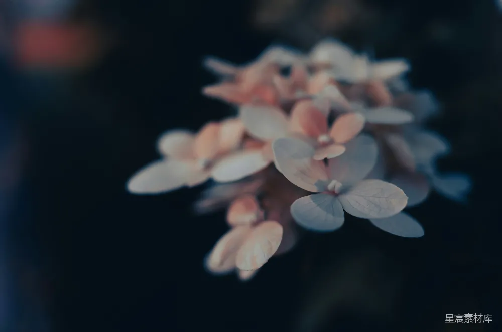 高清摄影  在近距离摄影中拍摄的白色和黄色花朵
