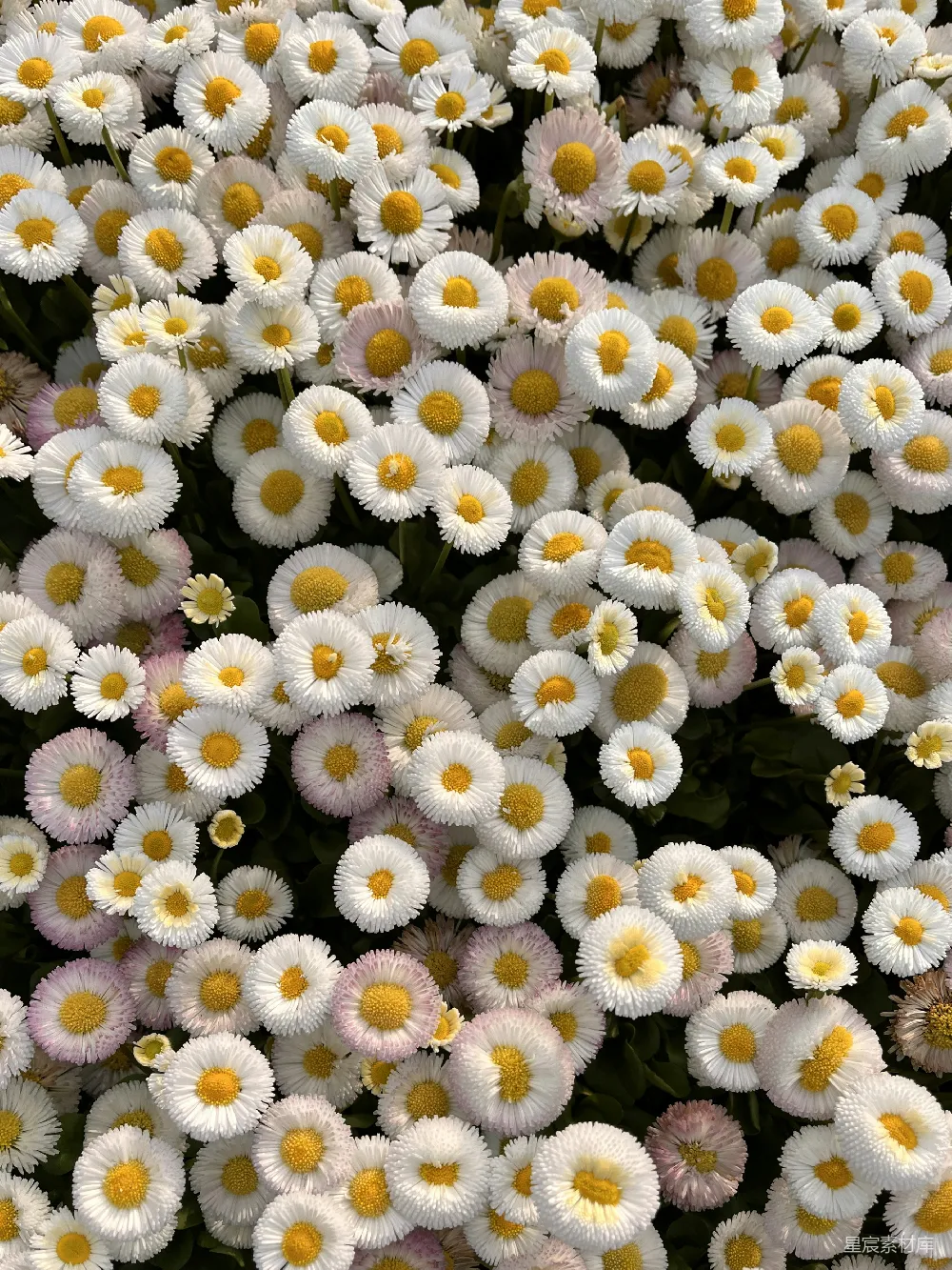 高清摄影  一簇白色和黄色的花，黄色的花蕊。