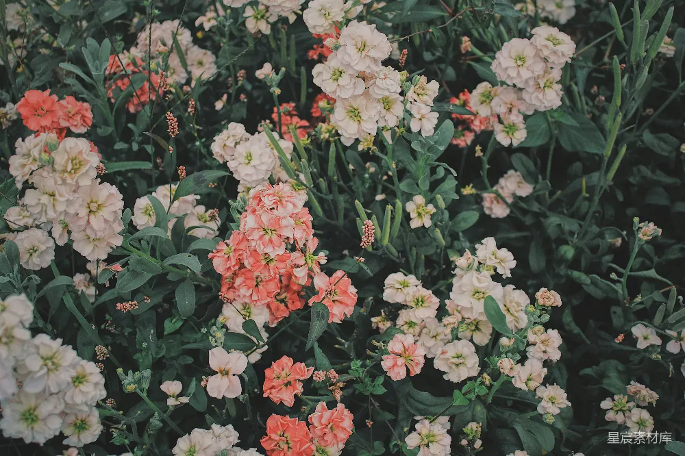 高清摄影  红白相间的花朵，绿色的叶子