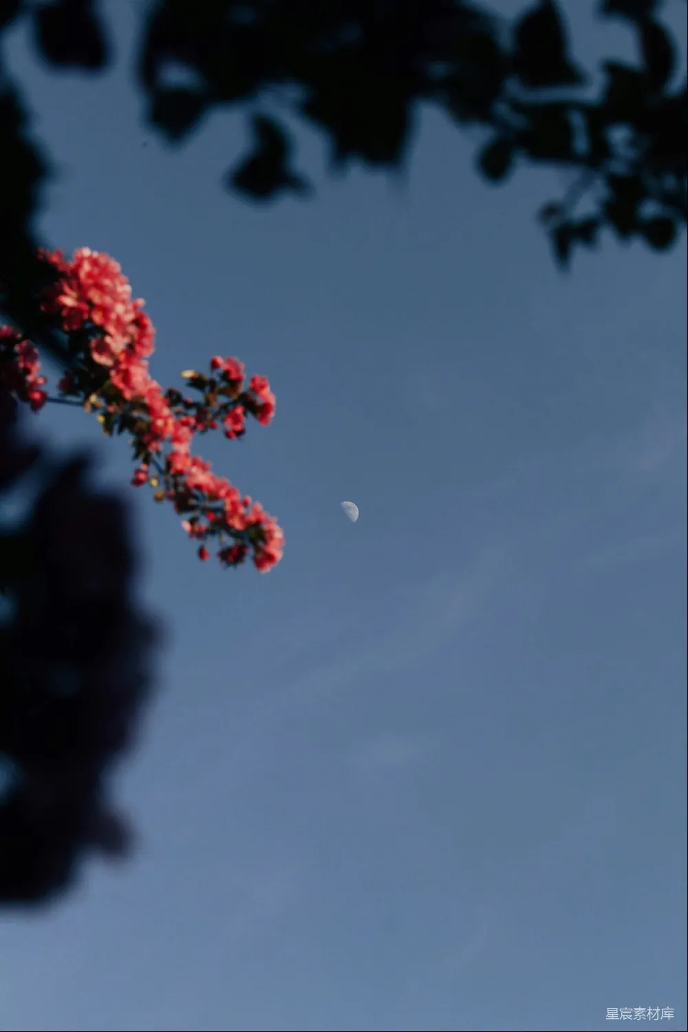 高清摄影  一根树枝，背景中有一弯新月。