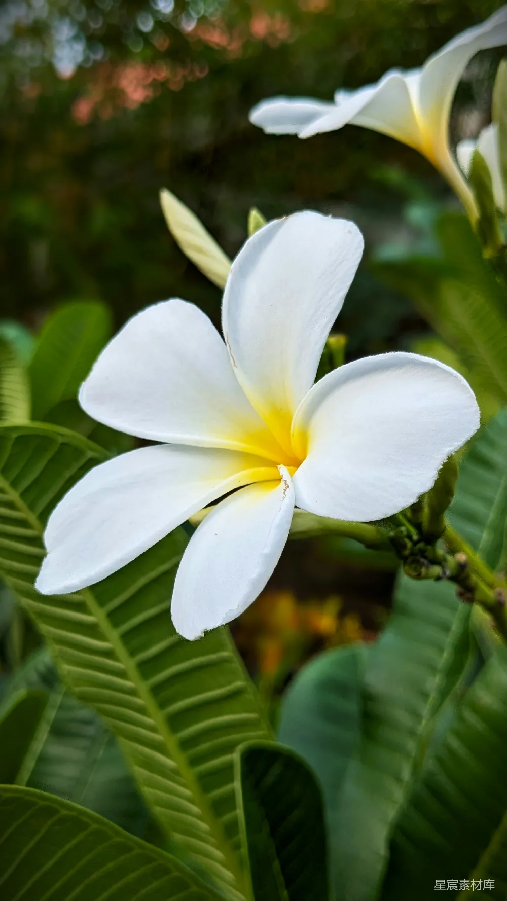高清摄影  花园里的一朵白色花朵，中心是黄色的。