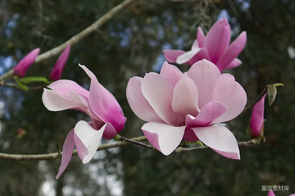 高清摄影  浅景深拍摄紫色花朵