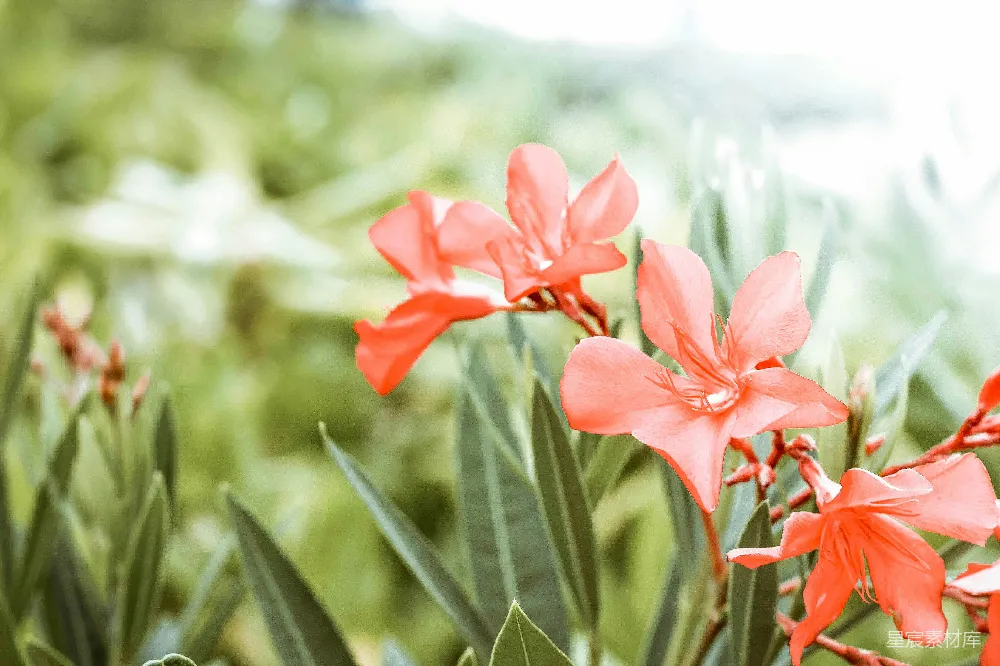 高清摄影  橙色花瓣的特写摄影。