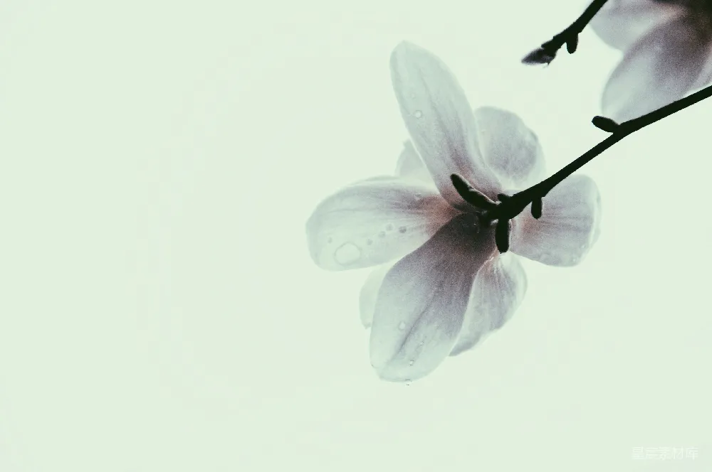 高清摄影  白花