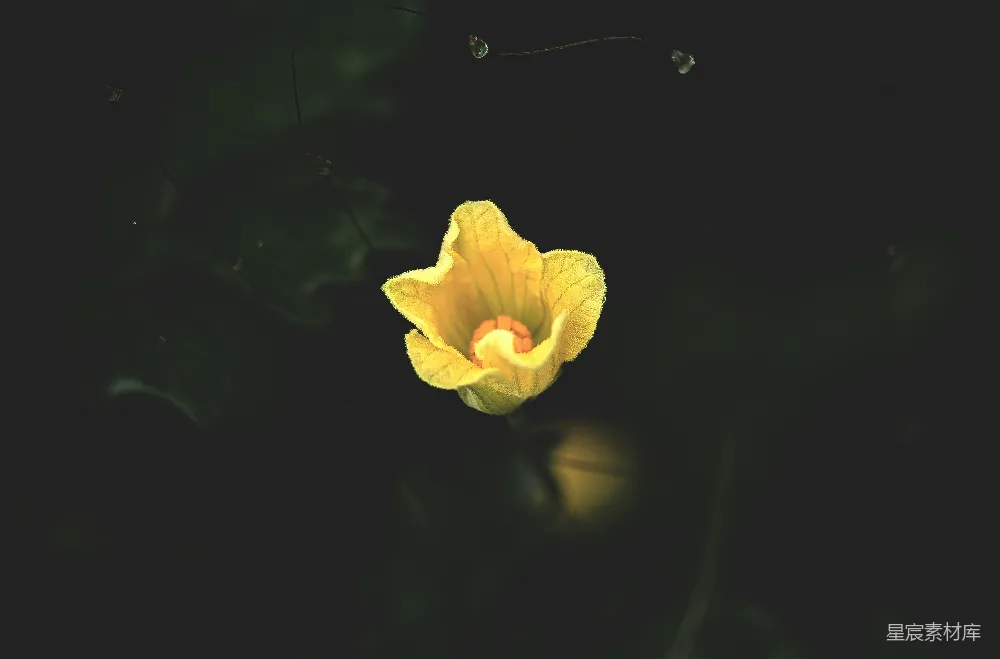 高清摄影  一朵带水滴的黄色花