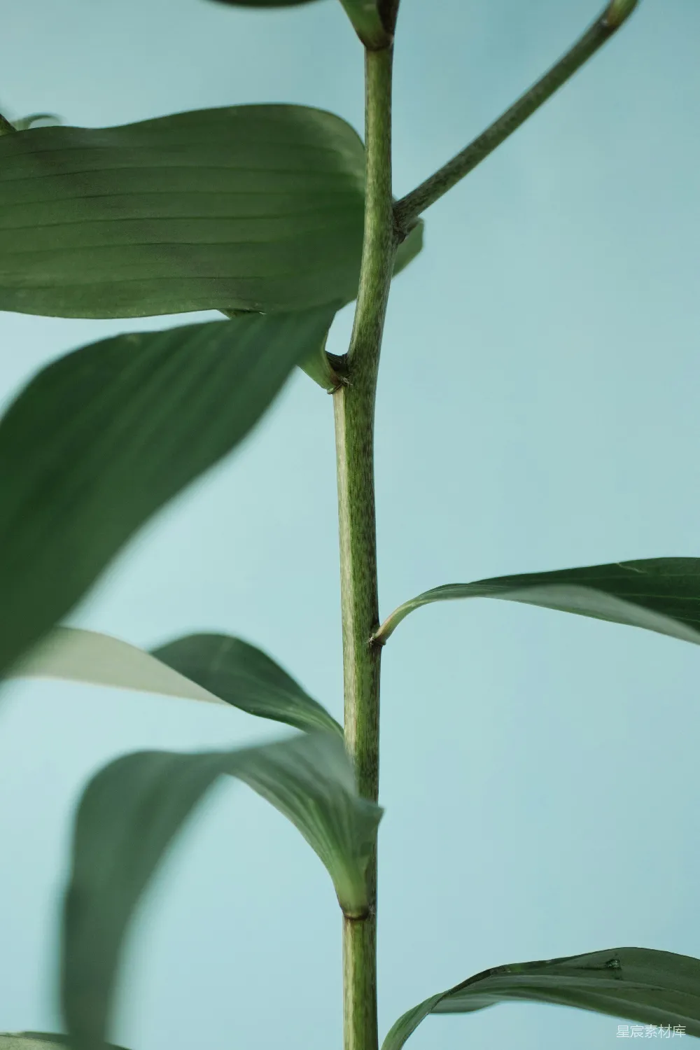 高清摄影 自然 一株绿色植物的特写，叶子清晰可见。