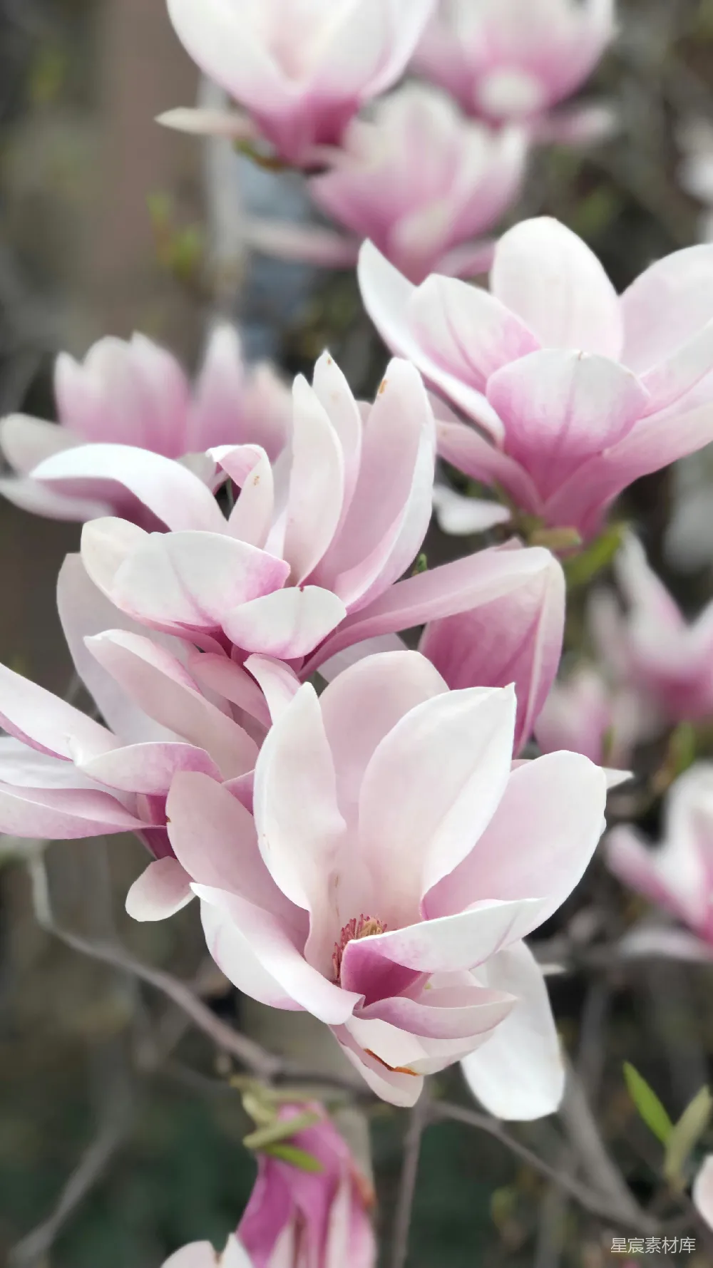 高清摄影  粉红色花瓣的花朵