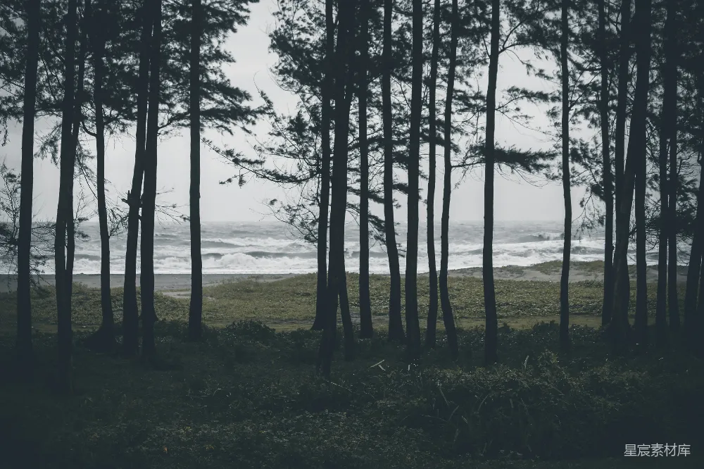 高清摄影  海边的树